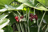 podophyllum pleinantha -13